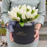 White tulips in a box Le Chesnay