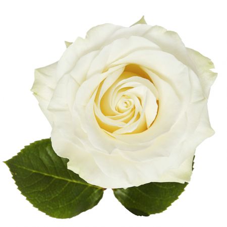 Роза премиум Mondial поштучно Порт-Луи