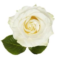 Роза премиум Mondial поштучно Йорк (США)