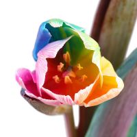 Rainbow tulip by piece Baryshevka