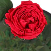 Стабілізована червона троянда в колбі Форт-Валтон-Біч