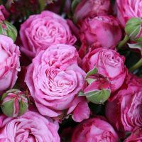 Розовые кустовые розы в коробке Каен