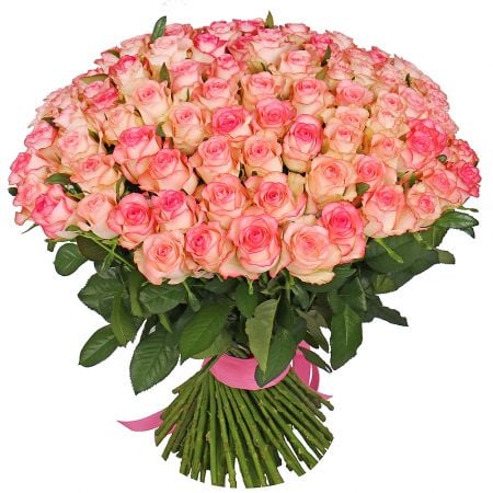 101 white-and-pink roses La-Ferte-Alais