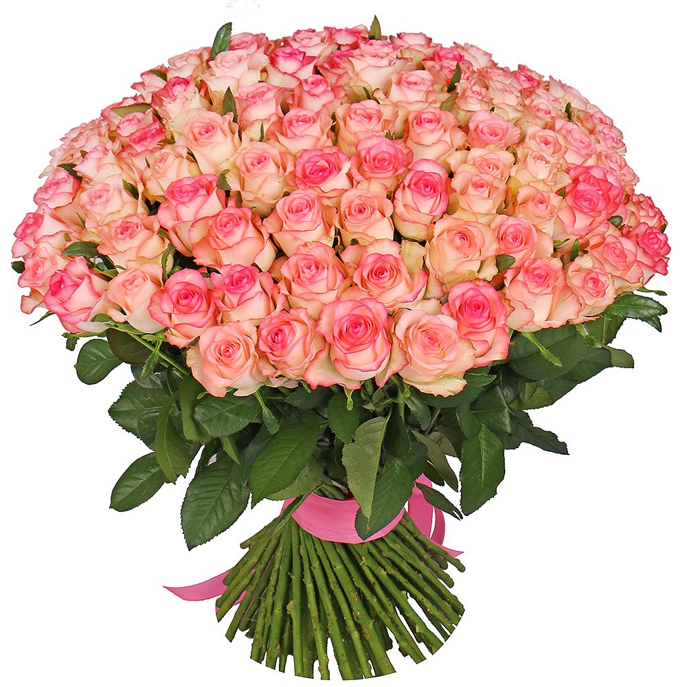 101 біло-рожева троянда Девладове