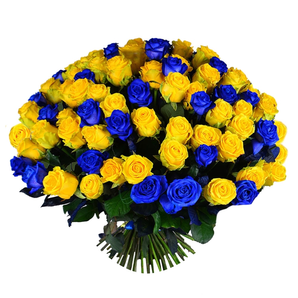 101 желто-синяя роза 101 желто-синяя роза