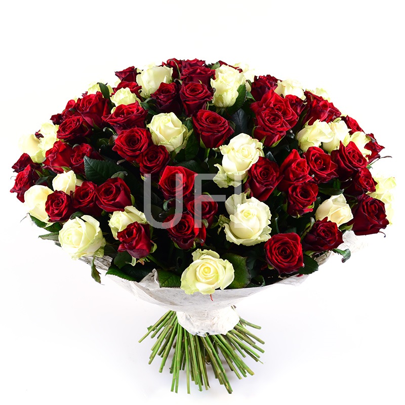 101 красно-белая роза Карловы Вары