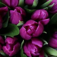 Фіолетові тюльпани в коробці Вечельдерзанде