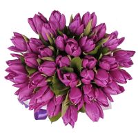 Purple tulips in a box Demidovka