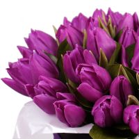 Фіолетові тюльпани в коробці Алмалик