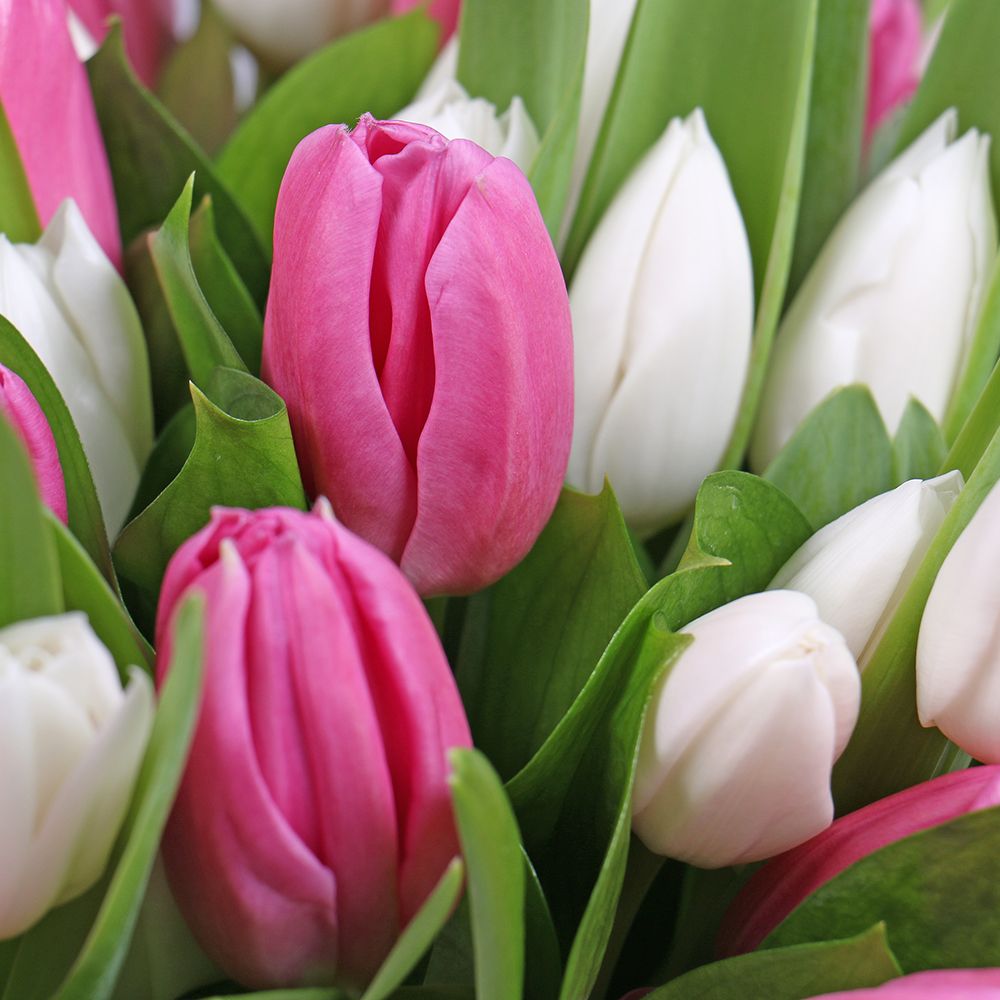 Белые и розовые тюльпаны в коробке Белые и розовые тюльпаны в коробке