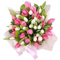 Pink and white tulips in a box Garmisch-Partenkirchen
