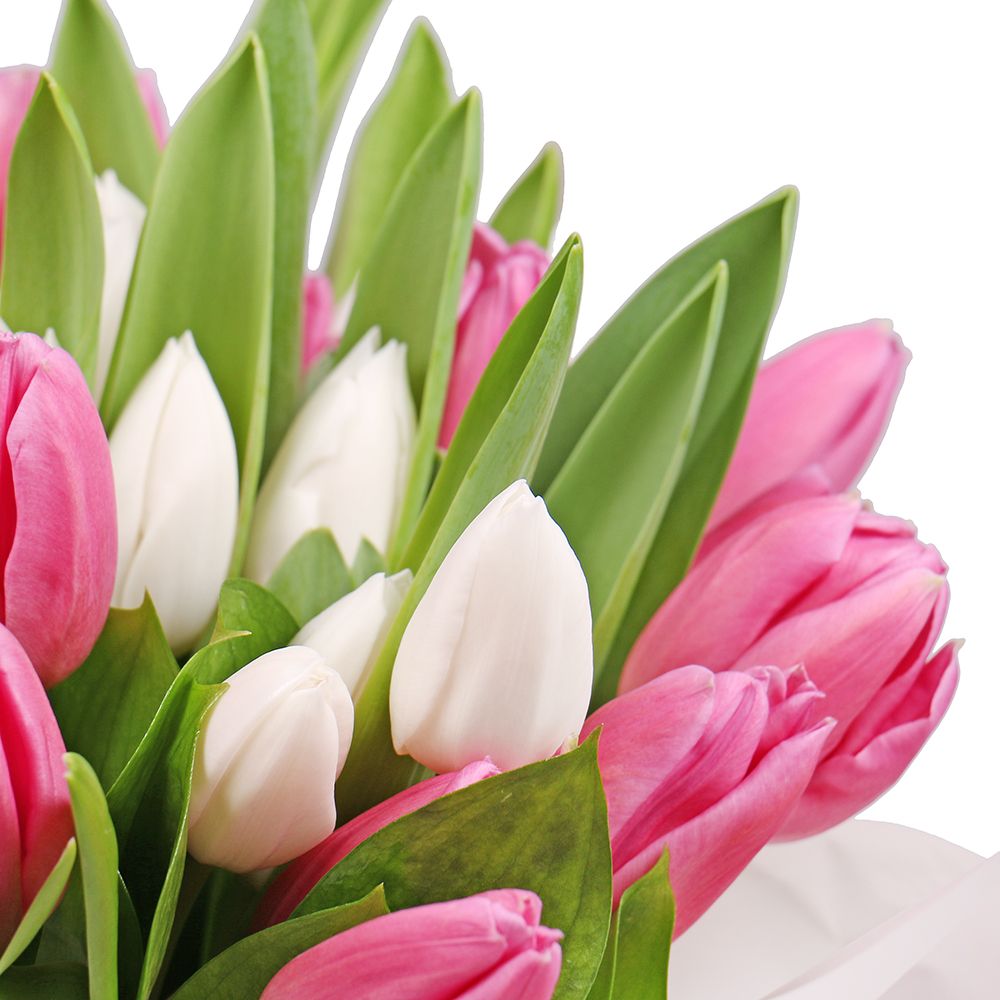 Білі і рожеві тюльпани в коробці Білі і рожеві тюльпани в коробці