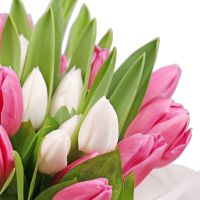 Pink and white tulips in a box Shodnytsia