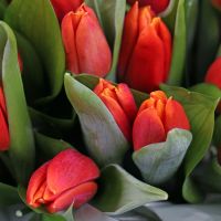 Box with tulips Novaya_kahovka