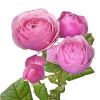 Рожеві піоновидні троянди поштучно Калуш