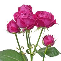 Яскраво-рожеві піоновидні троянди поштучно Медвежа