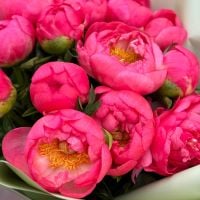 15 coral peonies Sapporo
