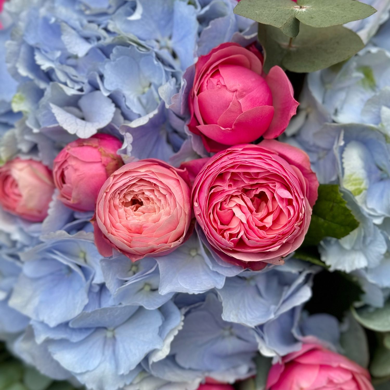 Голубая гортензия и розы