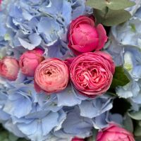 Голубая гортензия и розы Орта Нова