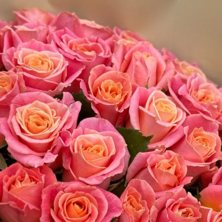51 coral roses 500 $