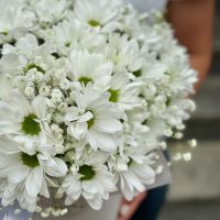 White chrysanthemum in a box Dover