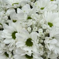 White chrysanthemum in a box Kalakly