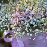 Rainbow baby's breath in a box Windsor (Great Britain)