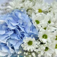  Bouquet Azure morning Carnation
                            