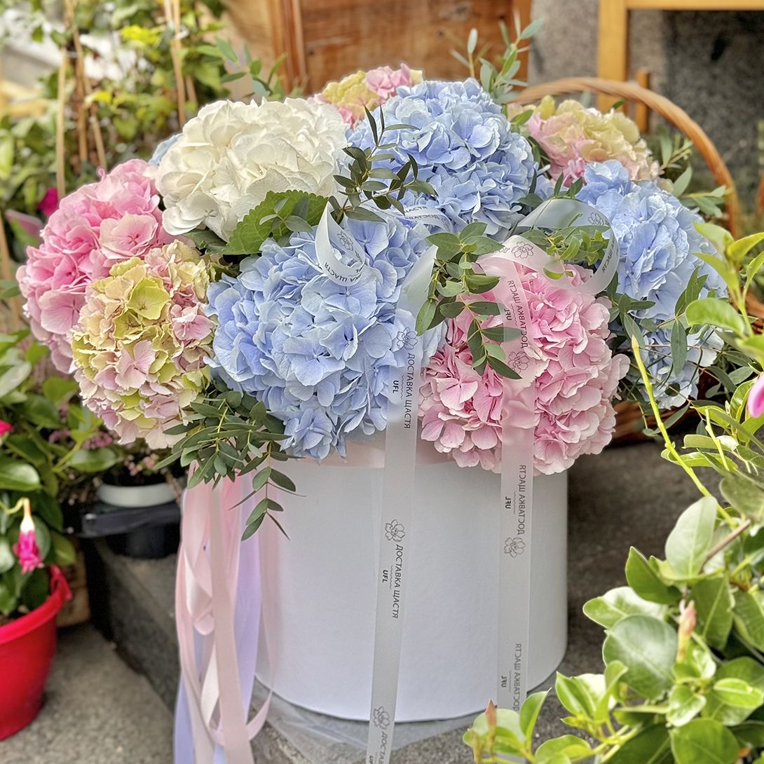 Hydrangea mix in a box XXL