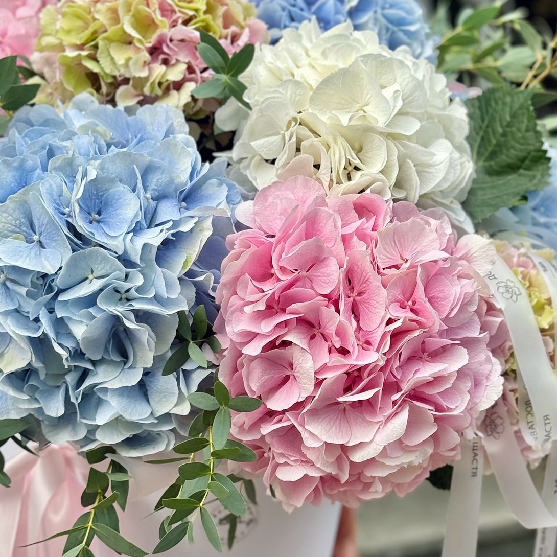 Hydrangea mix in a box XXL