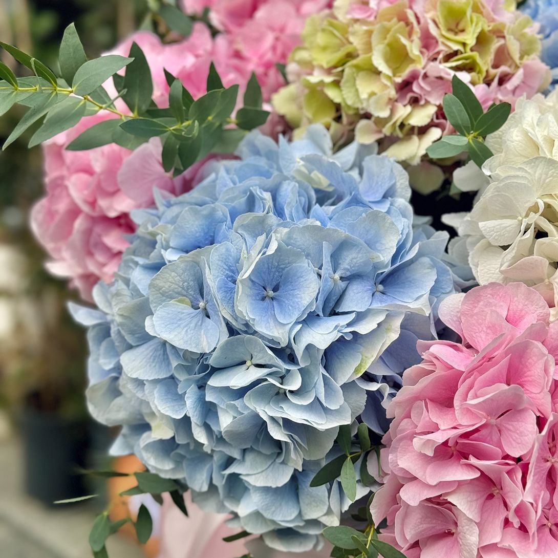 Hydrangea mix in a box XXL