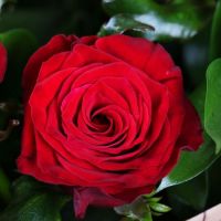 7 red roses Kiev - Obolonskiy district