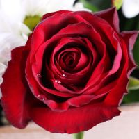 Шик 7 бордовых роз Гиа-де-Исора