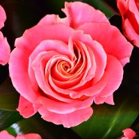 Букет цветов Гармония 9 роз Алматы