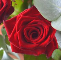 Классический комплимент 11 роз Нижне-Теплое