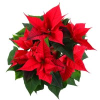 Bouquet of flowers Poinsettia Marganets
                            