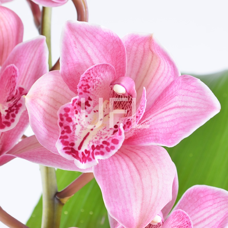 Букет из орхидеи