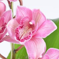 Букет з орхідеї Липовець