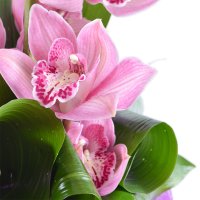 Букет из орхидеи Котяла