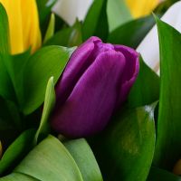  Bouquet  35 tulips Ridgefield
                            