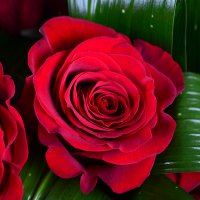 Полум'я пристрасті 23 троянди Лаутербах