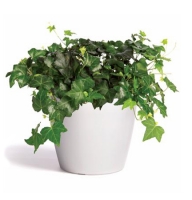 Bouquet of flowers Hedera Concord
														