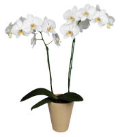  Букет Орхидея Cambridge Кривой Рог
														
