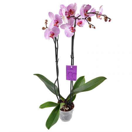Букет цветов Розово-белая орхидея Межгорье
