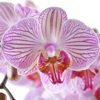 Pink and white orchid Murano