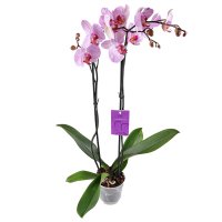 Pink and white orchid Ottawa (USA)