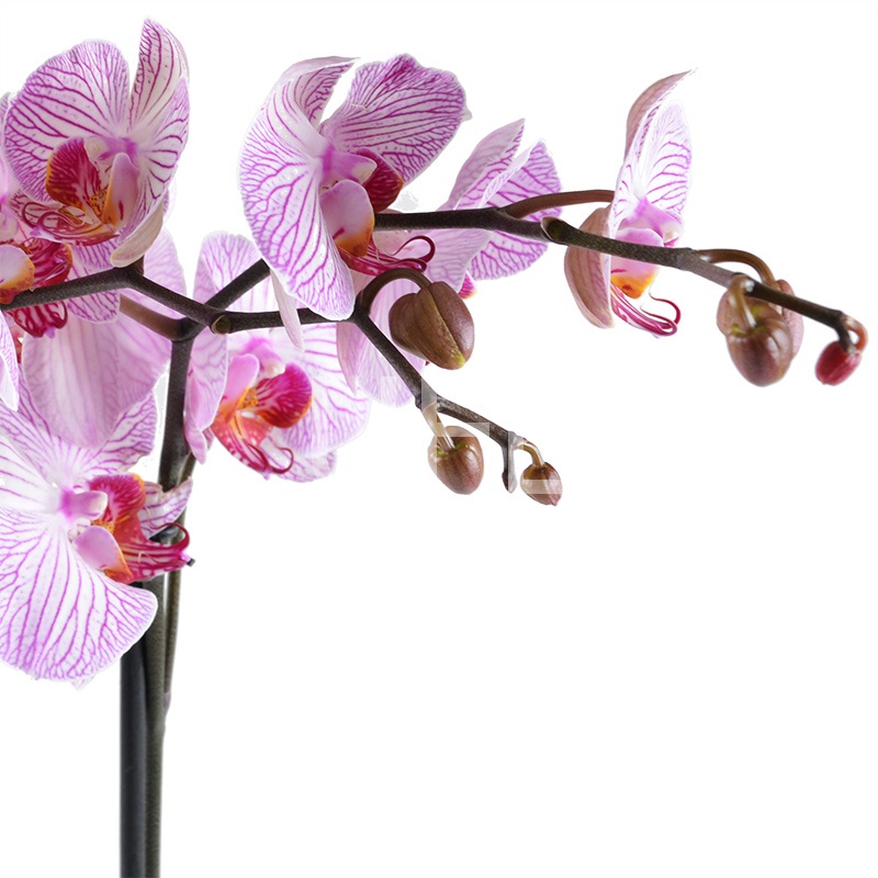 Букет цветов Розово-белая орхидея Букет цветов Розово-белая орхидея