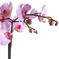 Рожева з білим орхідея Варена