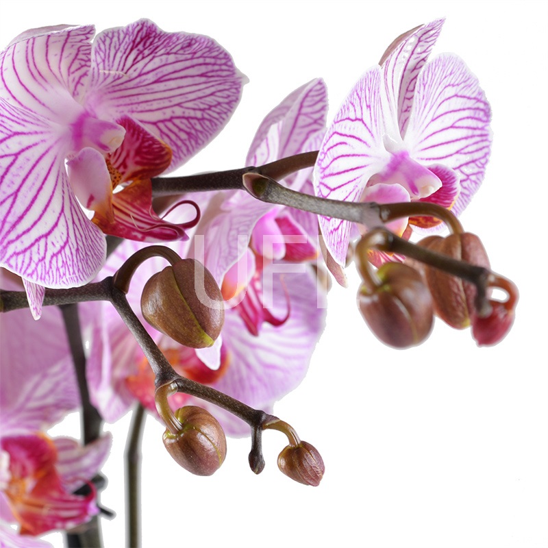 Букет цветов Розово-белая орхидея