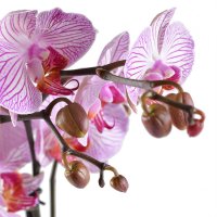 Pink and white orchid Rokitnoe